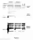 Fig. 03 - Packaging cell lines for generation of high titers of recombinant AAV vectors