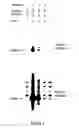 Fig. 04 - Packaging cell lines for generation of high titers of recombinant AAV vectors