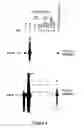 Fig. 05 - Packaging cell lines for generation of high titers of recombinant AAV vectors