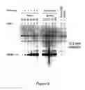 Fig. 06 - Packaging cell lines for generation of high titers of recombinant AAV vectors