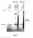 Fig. 08 - Packaging cell lines for generation of high titers of recombinant AAV vectors