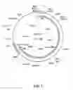 Fig. 02 - Bovine immunodeficiency virus (BIV) based vectors