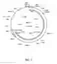 Fig. 02 - Bovine immunodeficiency virus (BIV) based vectors