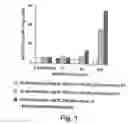 Fig. 02 - Active hedgehog protein conjugate