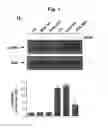 Fig. 07 - Method and composition for treatment of angiogenesis