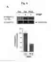 Fig. 09 - Method and composition for treatment of angiogenesis
