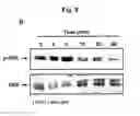 Fig. 15 - Method and composition for treatment of angiogenesis