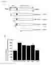 Fig. 03 - Glycosyltransferase GnT-V having neovascularization action