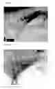 Fig. 08 - Salts of pharmacologically active compounds