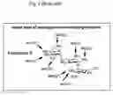 Fig. 03 - Bifunctional antibiotics for targeting rRNA and resistance-causing enzymes and for inhibition of anthrax lethal factor