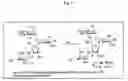 Fig. 06 - Bifunctional antibiotics for targeting rRNA and resistance-causing enzymes and for inhibition of anthrax lethal factor