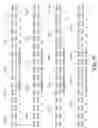 Fig. 07 - Nucleic acid immunization