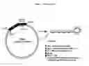Fig. 09 - IAP nucleobase oligomers and oligomeric complexes and uses thereof