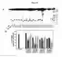Fig. 11 - IAP nucleobase oligomers and oligomeric complexes and uses thereof