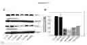 Fig. 12 - IAP nucleobase oligomers and oligomeric complexes and uses thereof