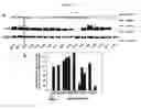 Fig. 13 - IAP nucleobase oligomers and oligomeric complexes and uses thereof