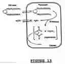Fig. 08 - Reagents and method for spatio-temporal control of gene expression by illumination