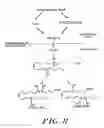Fig. 09 - Lipoxin compounds and their use in treating cell proliferative disorders