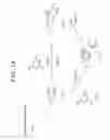 Fig. 19 - Tricyclic compound having spiro union
