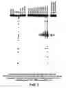 Fig. 02 - Methods and compositions for detecting polynucleotide duplex damage and errors
