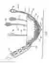 Fig. 04 - Device to permit offpump beating heart coronary bypass surgery