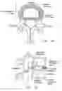 Fig. 02 - Selective delivery of cryogenic energy to intervertebral disc tissue and related methods of intradiscal hypothermia therapy