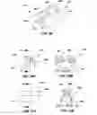Fig. 16 - Mechanisms and methods used in the anastomosis of biological conduits