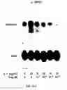 Fig. 16 - Electrical devices and anti-scarring agents