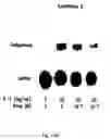 Fig. 23 - Electrical devices and anti-scarring agents