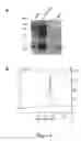 Fig. 05 - Defensin-like amino acid molecules derived from , uses therefor and transgenic plants comprising same