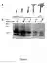 Fig. 06 - Defensin-like amino acid molecules derived from , uses therefor and transgenic plants comprising same