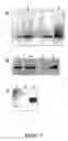 Fig. 15 - Defensin-like amino acid molecules derived from , uses therefor and transgenic plants comprising same