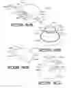 Fig. 14 - Decorative assembly for a floral grouping