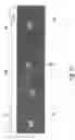 Fig. 10 - Band with crossover