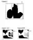 Fig. 09 - Multi-chart geometry images