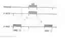 Fig. 01 - Method of controlling reverse link data rate in a mobile communications system