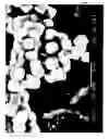 Fig. 02 - Method for preparing particles of a defined size in a reaction vessel