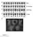 Fig. 07 - Fusion constructs containing active sections on TNF ligands