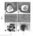 Fig. 02 - Compositions and methods for treating female fertility