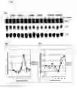 Fig. 05 - Compositions and methods for ligament growth and repair