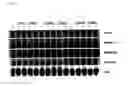 Fig. 09 - Compositions and methods for ligament growth and repair