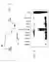 Fig. 06 - Mouse prostate stem cell antigen and uses thereof
