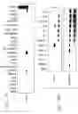 Fig. 07 - Mouse prostate stem cell antigen and uses thereof