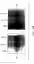 Fig. 09 - Mouse prostate stem cell antigen and uses thereof