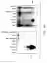 Fig. 10 - Mouse prostate stem cell antigen and uses thereof