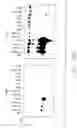 Fig. 11 - Mouse prostate stem cell antigen and uses thereof