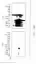 Fig. 12 - Mouse prostate stem cell antigen and uses thereof