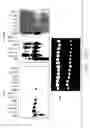Fig. 13 - Mouse prostate stem cell antigen and uses thereof