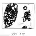 Fig. 15 - Mouse prostate stem cell antigen and uses thereof