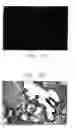 Fig. 26 - Mouse prostate stem cell antigen and uses thereof